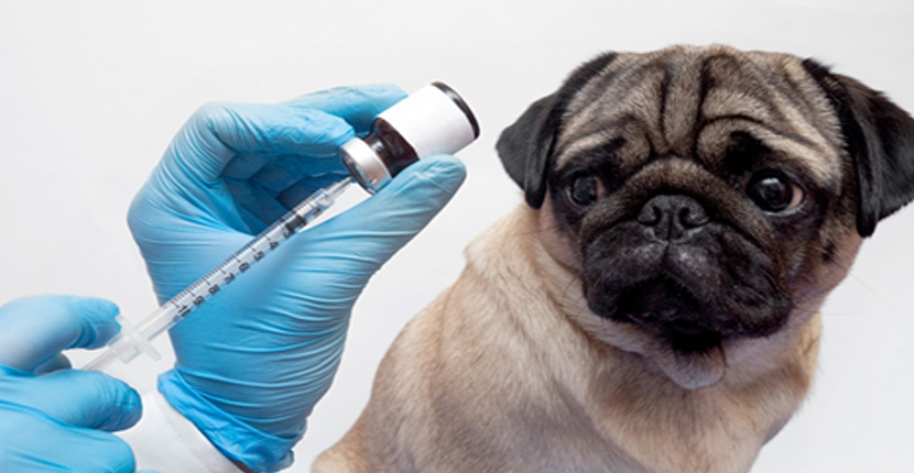 Shopping Barra tem vacinação para pets nos dois próximos finais de semana